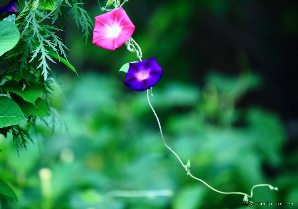 用雨点,花,蝴蝶,蜜蜂来写作文200字以上-什么花