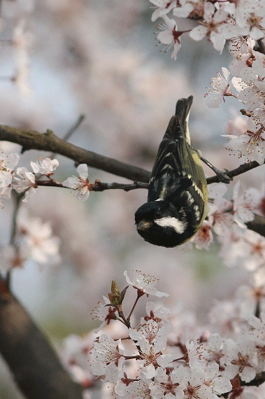 壁纸 动物 鸟 鸟类 雀 379_570 竖版 竖屏 手机 gif 动态图 动图