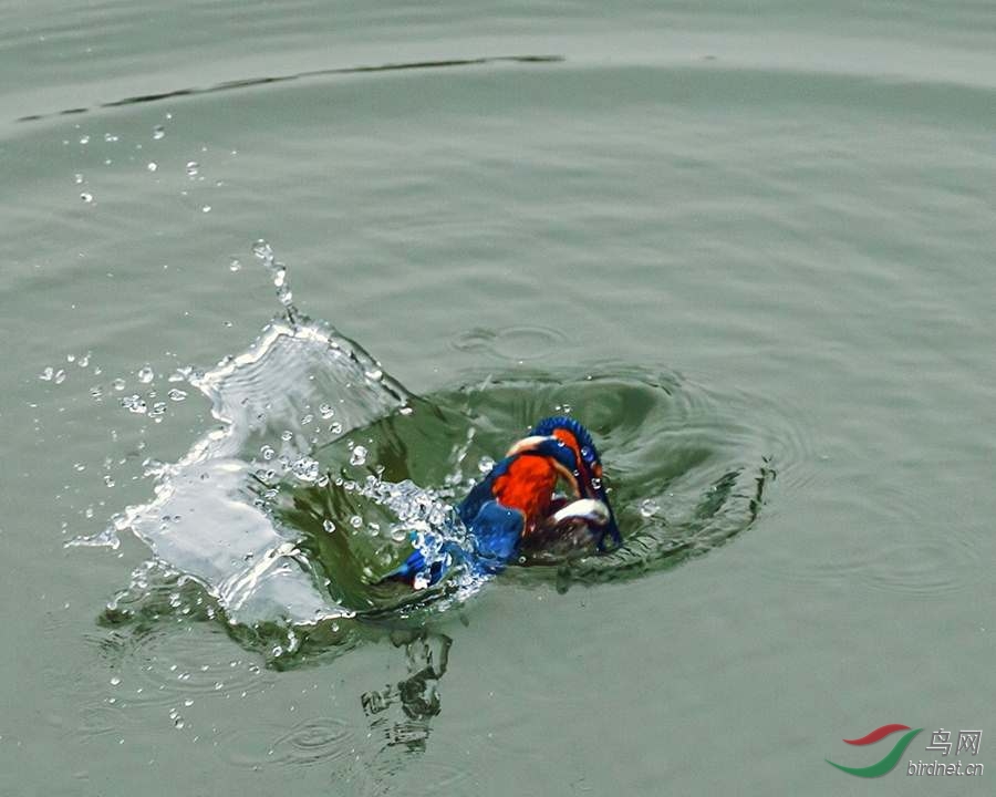 买半画幅机比买增倍镜要好,我用佳能70D配70