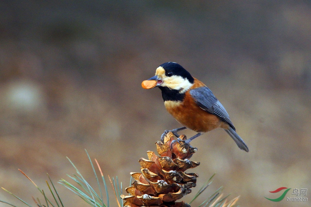 发一组以前拍的鸟,分别有日本歌鸲、鹊鸲、杂