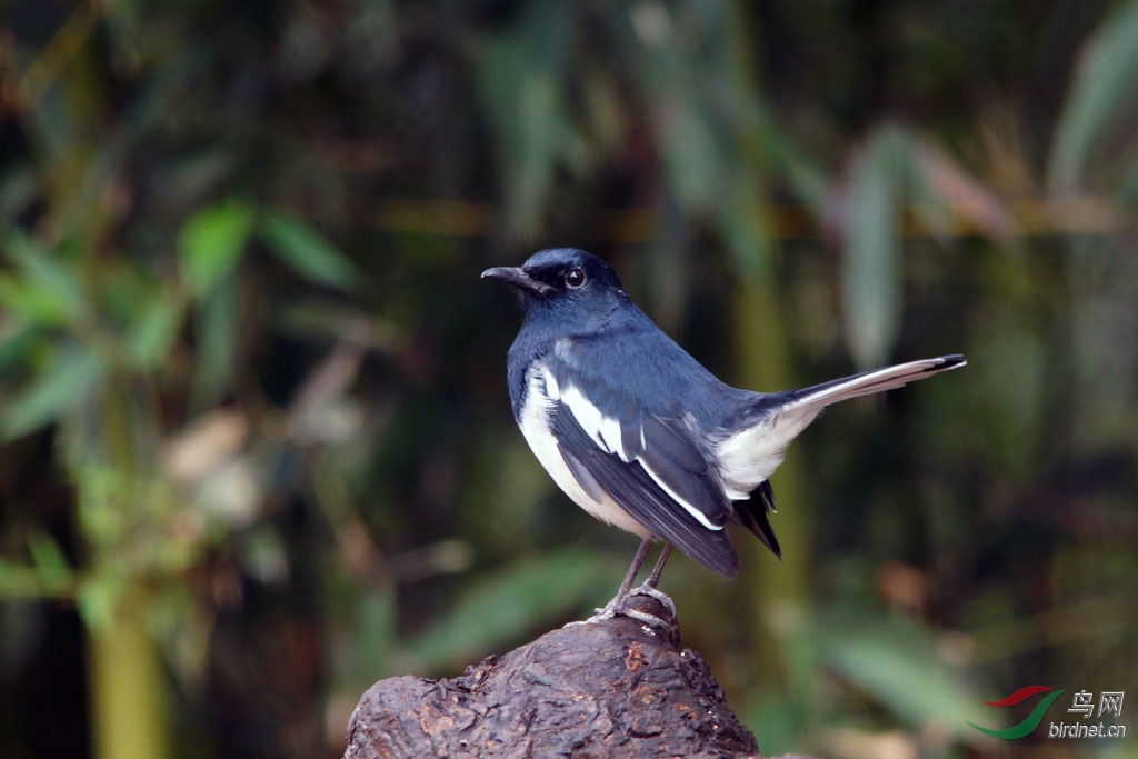 发一组以前拍的鸟,分别有日本歌鸲、鹊鸲、杂