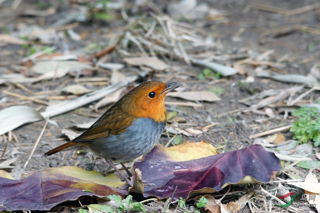 发一组以前拍的鸟,分别有日本歌鸲、鹊鸲、杂
