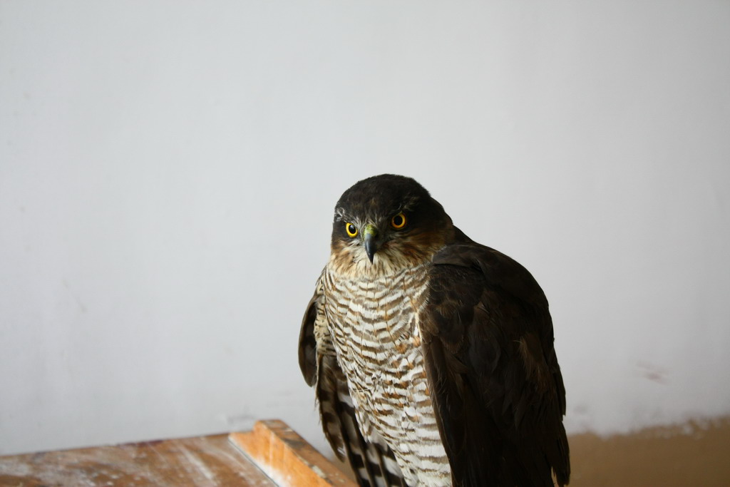 隼和鹰的区别求图 189872265617711.jpg