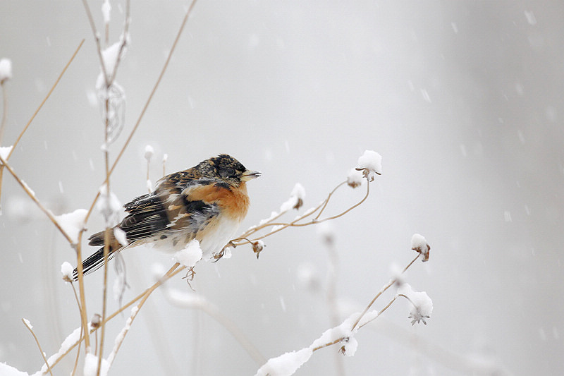 燕雀雪鸟