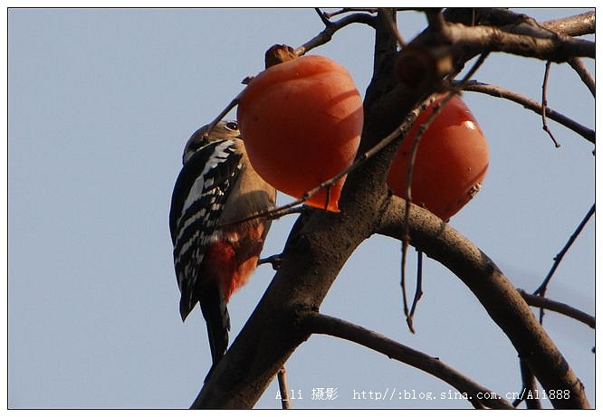 树上的柿子像什么呢 35341414023146.jpg