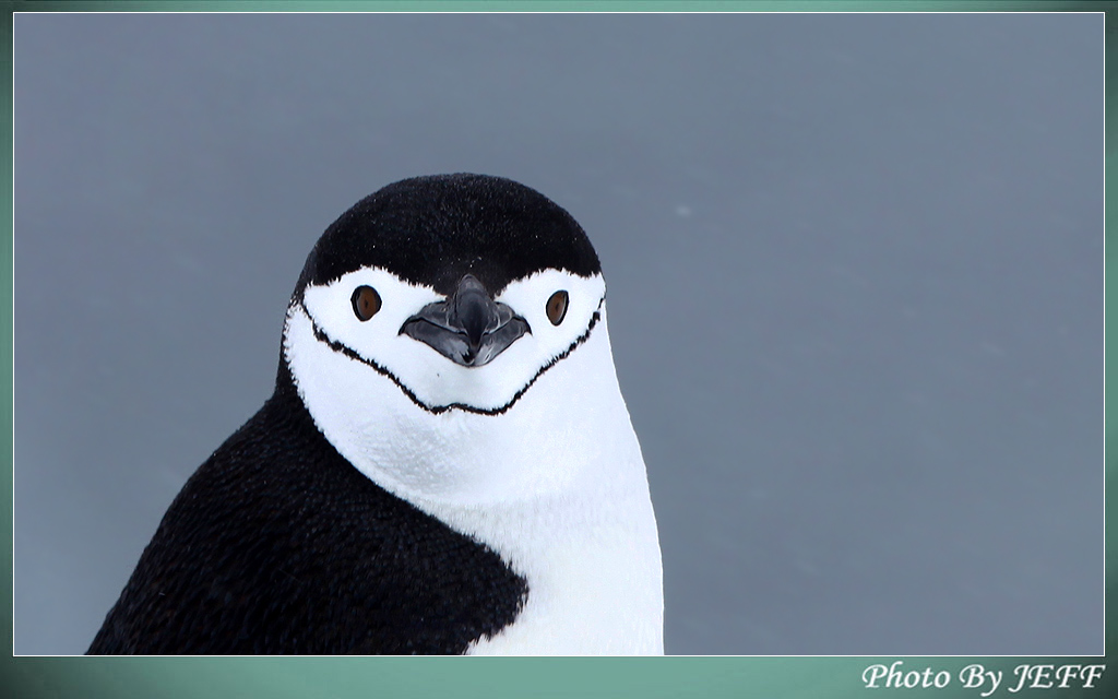 纹颊企鹅(南极企鹅 帽带企鹅 chinstrap penguin[pygoscelis