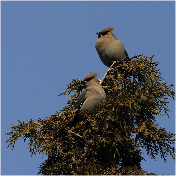 树上的鸟儿成双对出自哪个曲目 64392029631160.jpg