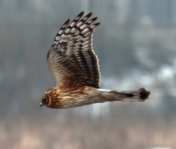 隼怎么读名字 72876767117135.jpg