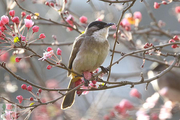 望江公园的鸟是什么鸟 90392221816881.jpg