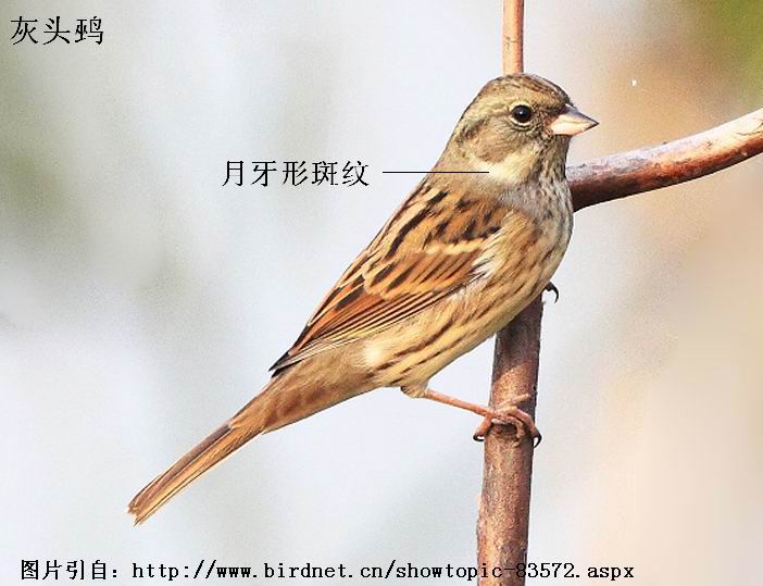 谈谈几种常见的鹀 - 鸟类识别 bird identification