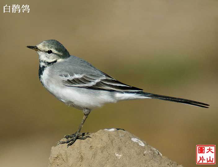 白鹡鸰大全 - 鸟类识别 bird identification 鸟网