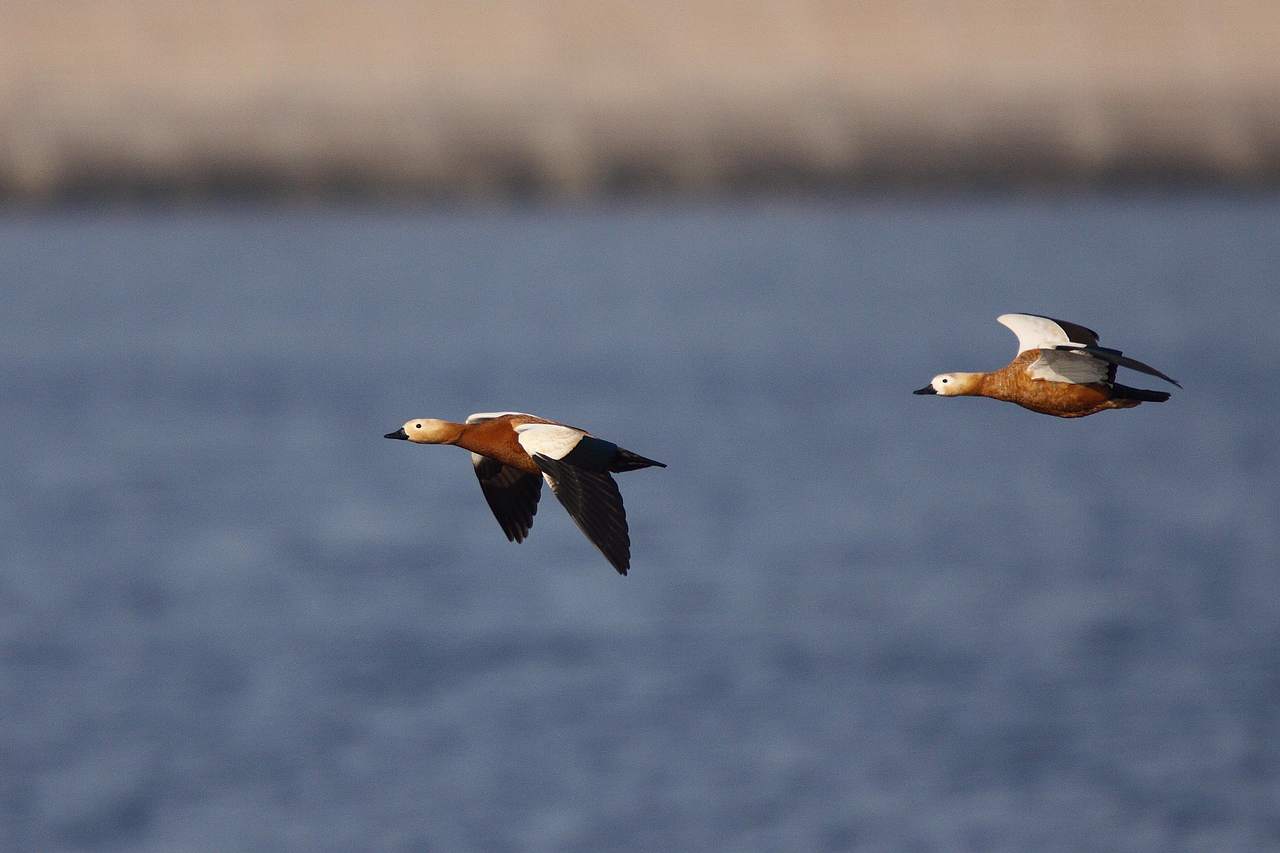 近来拍得成对的鸟 - 观鸟拍鸟之旅 Bird Trip Re