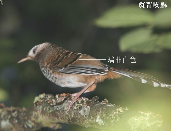 全球性易危物种"白点鹛"惊现四川螺髻山