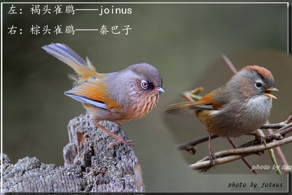 褐头雀鹛:两地差异之比较