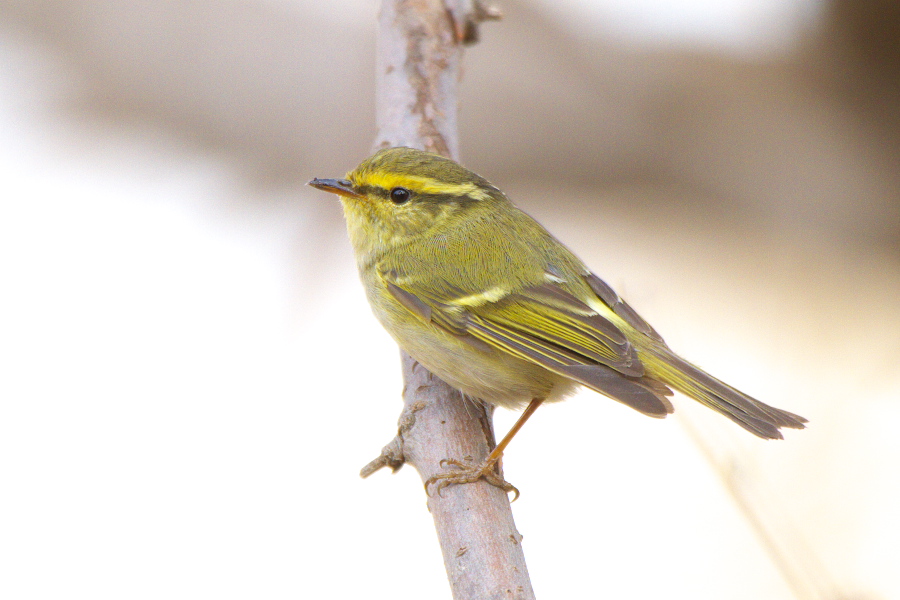 矬子里头拔将军 (10月11日首页更新) - 观鸟拍鸟