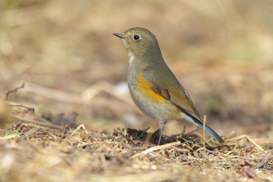 矬子里头拔将军 (10月11日首页更新) - 观鸟拍鸟
