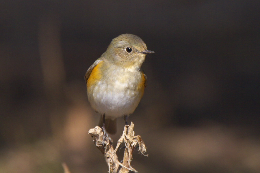 矬子里头拔将军 (10月11日首页更新) - 观鸟拍鸟