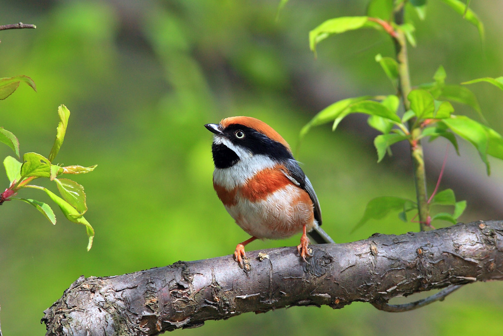 (南京)本月度明星鸟--红头长尾山雀 - 林鸟版 Forest Birds 鸟网