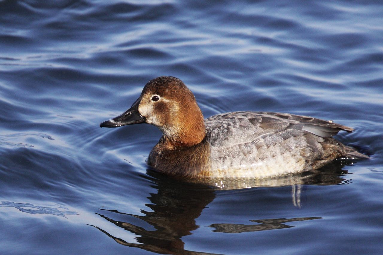 (红头潜鸭)帆背潜鸭 canvasback