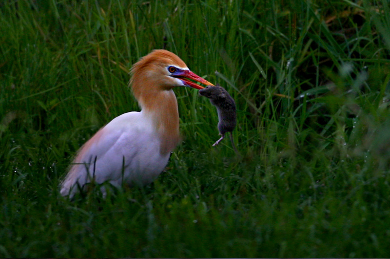 田间奇遇--牛背鹭吃老鼠 - 大中型涉禽 Shorebi
