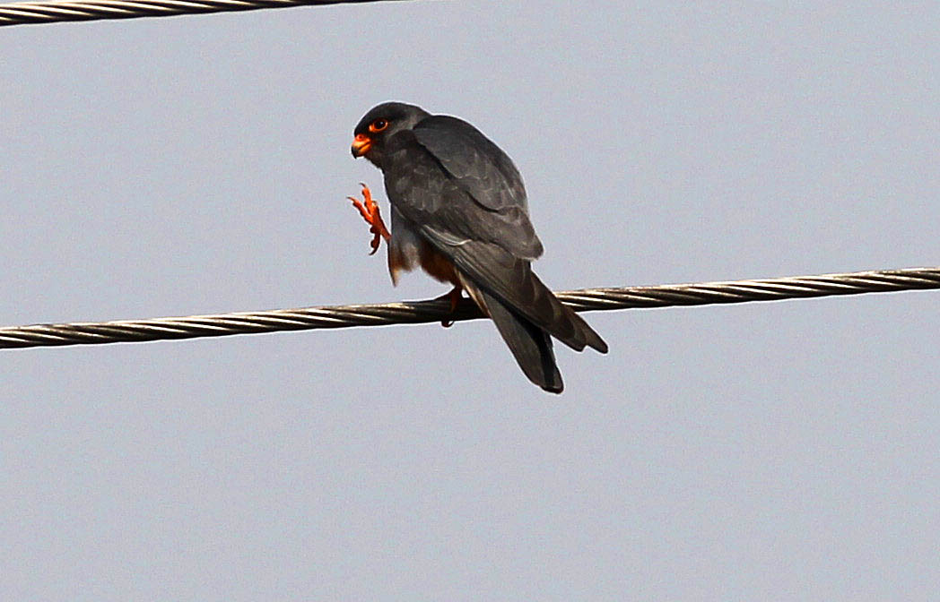 隼是什么东西 163599483615894.jpg