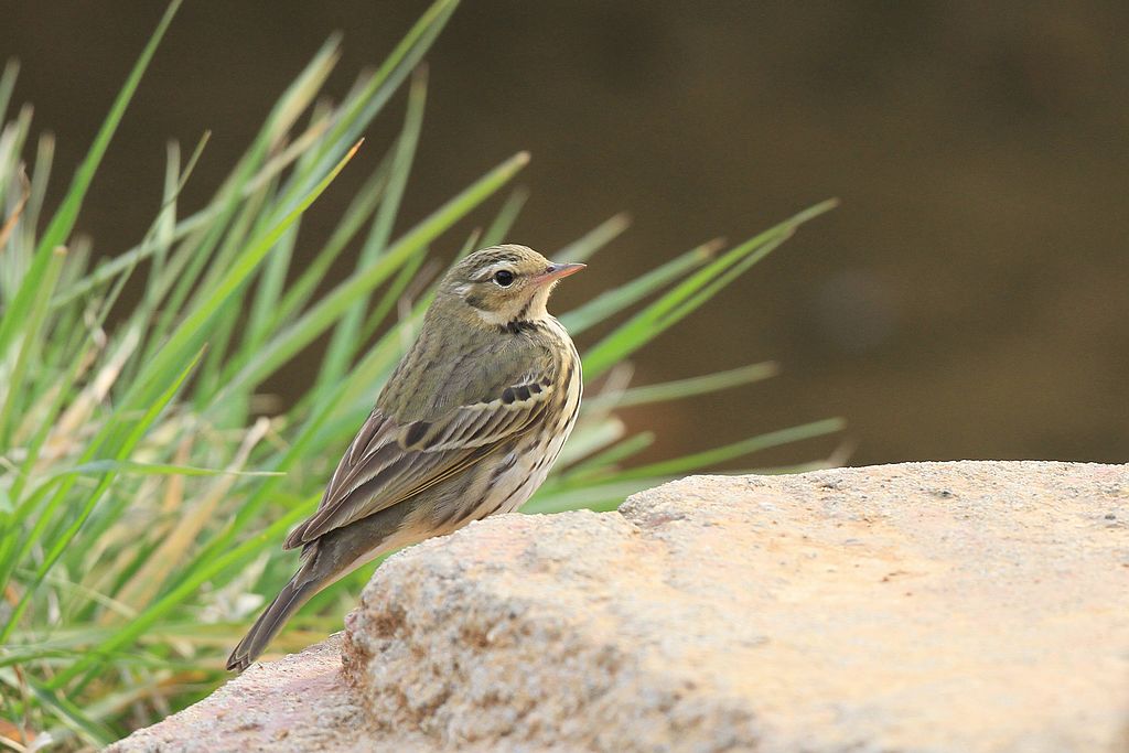 抓地草是什么草 180624513335177.jpg