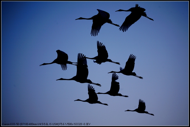 成语鹤舞什么_成语故事图片(3)