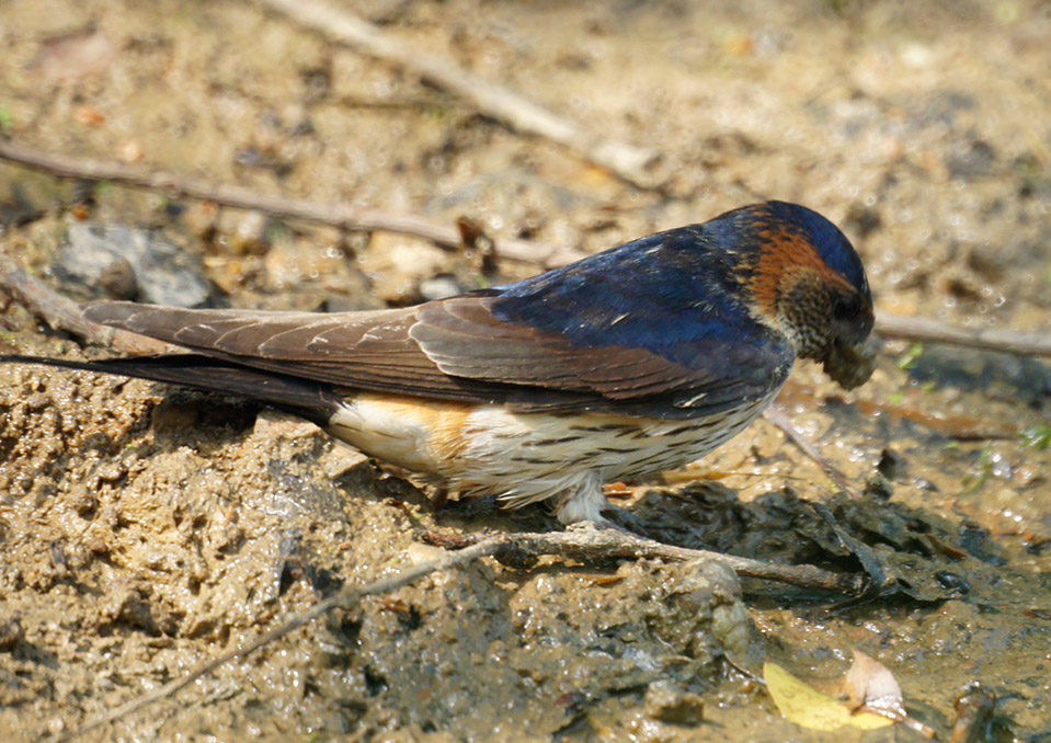 谁家新燕啄春泥 - 林鸟版 Forest Birds 鸟网