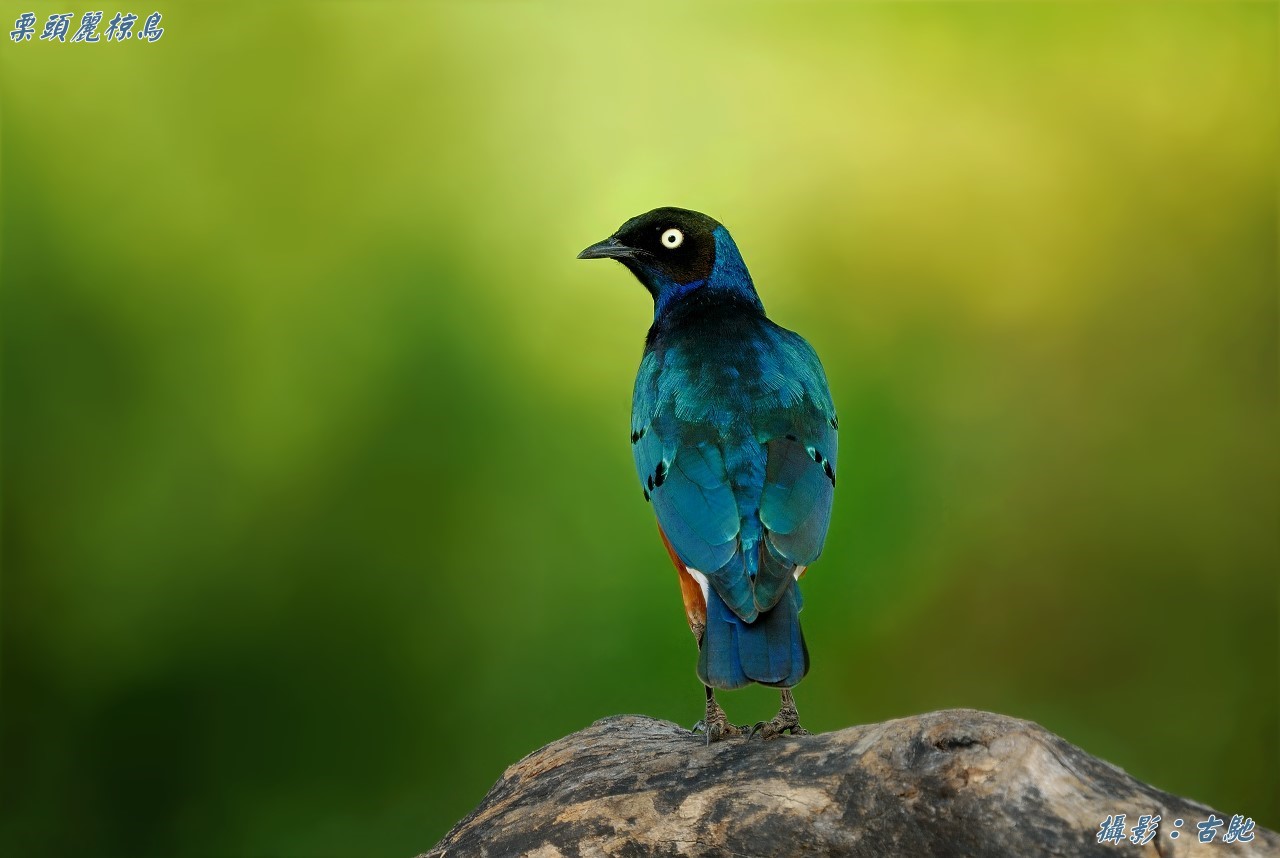 常见的普鸟一组 - 观鸟拍鸟之旅 Bird Trip Reports 鸟网