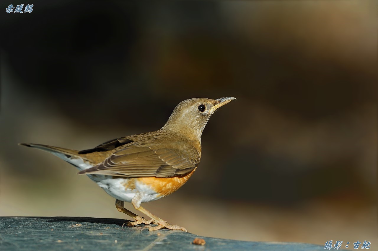 常见的普鸟一组 - 观鸟拍鸟之旅 Bird Trip Reports 鸟网