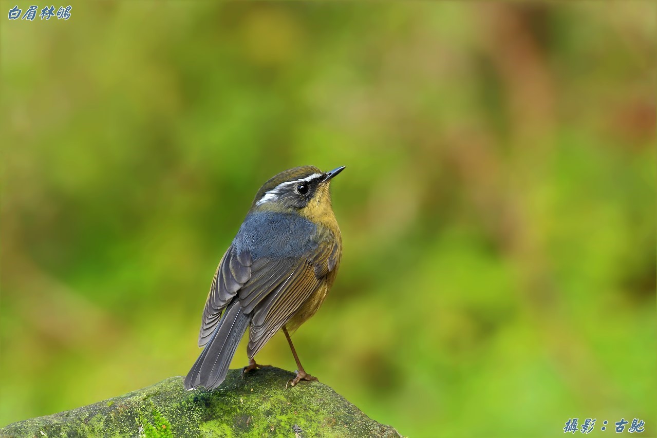 (棕腹蓝仙鹟)常见的普鸟一组