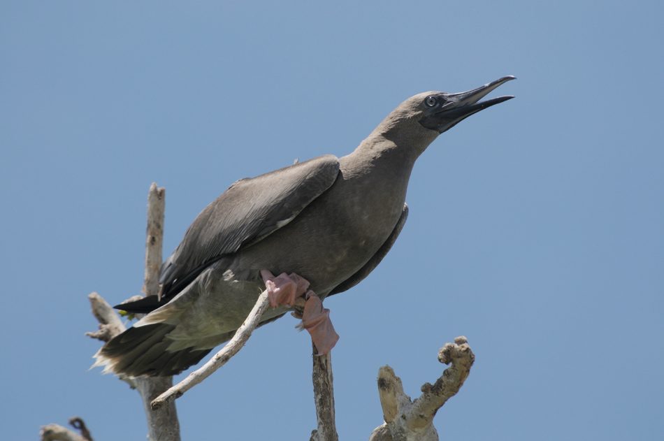 西沙群岛红脚鲣鸟幼鸟/亚成鸟