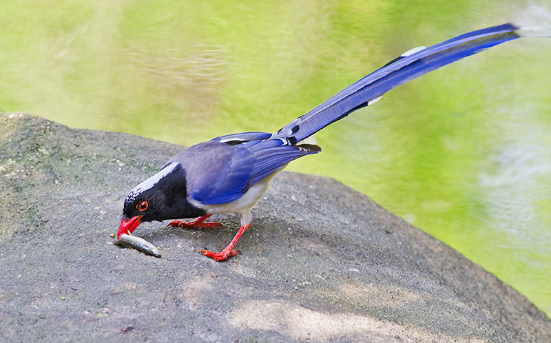 红嘴蓝鹊戏泥鳅