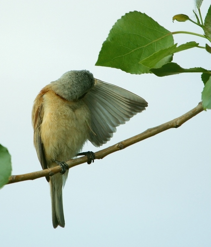 梳理羽毛的攀雀 林鸟版 forest birds 鸟网