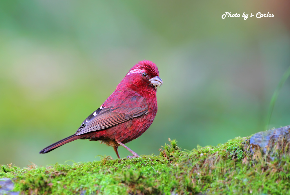 (酒红朱雀)酒红朱雀 vinaceous rosefinch