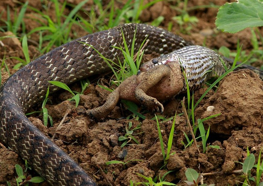 蛇是怎么蜕皮的全过程 97773457864471.jpg