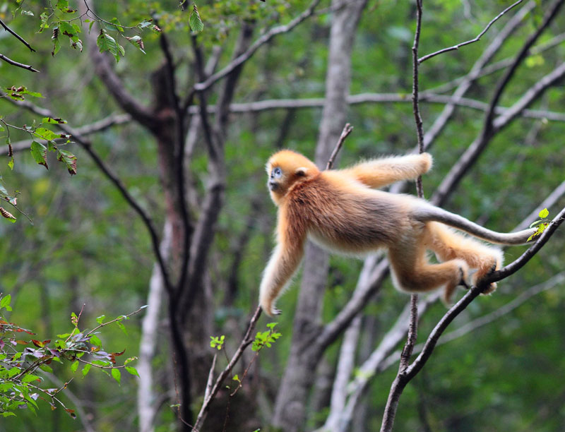 秋天的金丝猴 - 野生动物 wild animals 鸟网