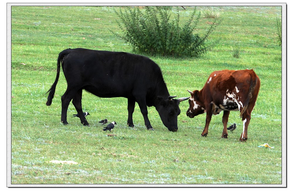 乌牛菜篮子-达乌寒鸦与牛