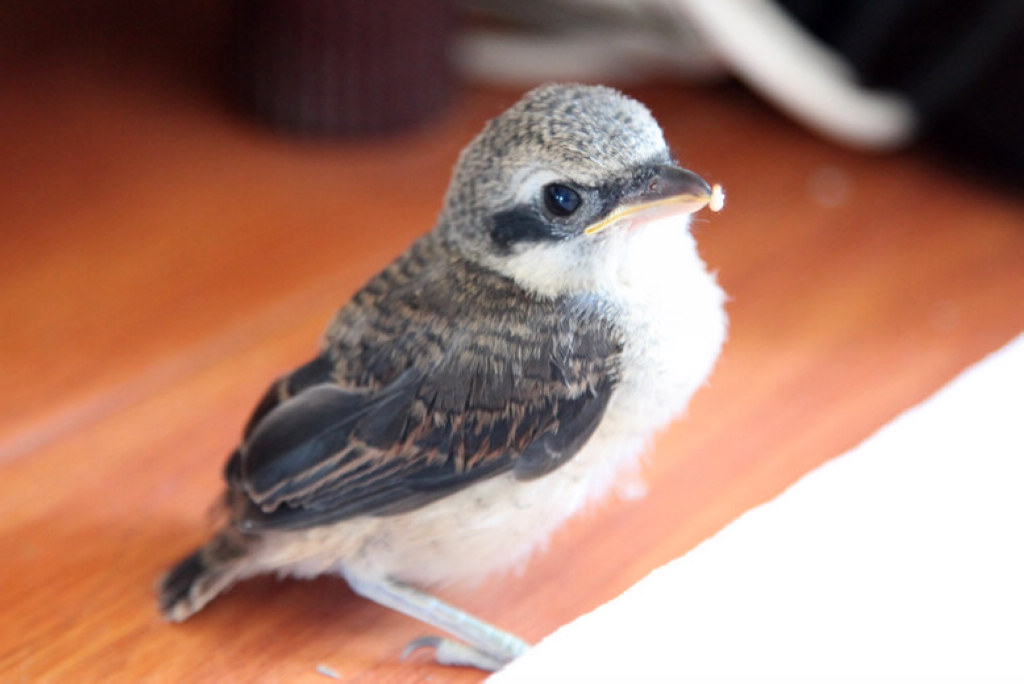 被救助的 伯劳幼鸟(屠夫鸟)14天