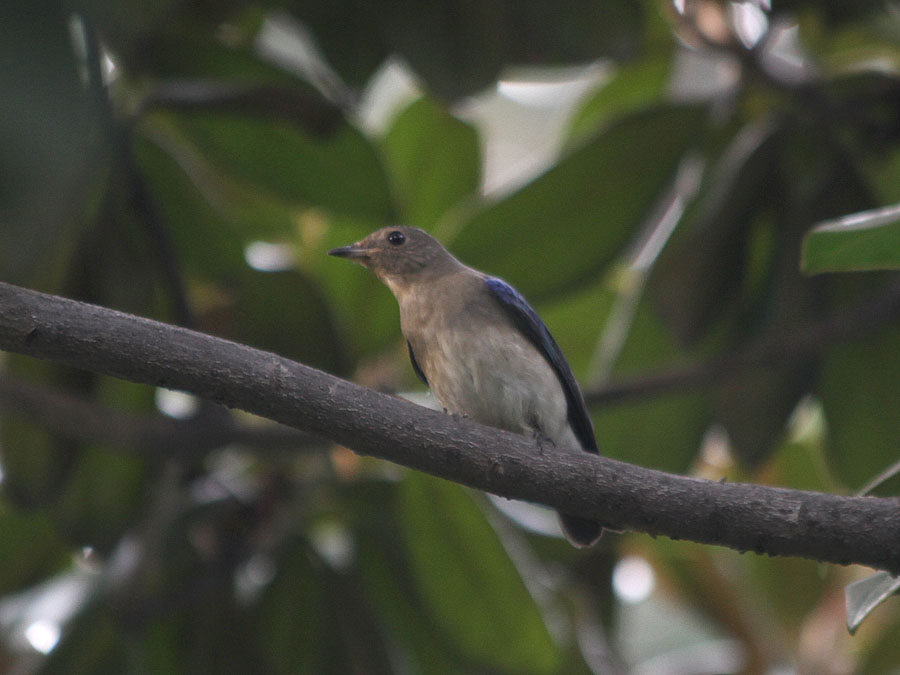 蓝色的鸟是什么鸟 11328478915503.jpg