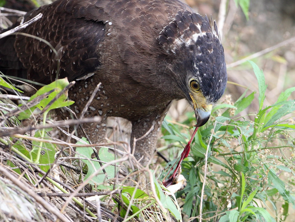 蛇雕捕食