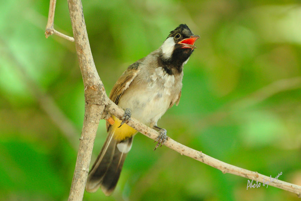 白耳鹎pycnonotusleucotis