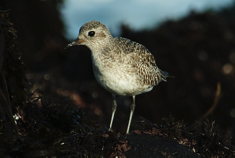美洲金鸻(Pluvialis dominica ) - 河南版 He'nan 鸟