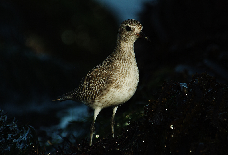 美洲金鸻(Pluvialis dominica ) - 河南版 He'nan 鸟