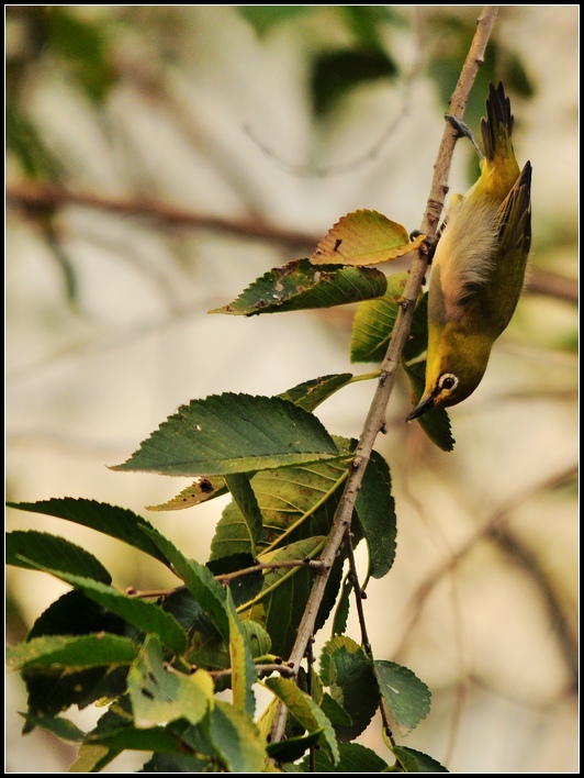 树上小鸟啼 124213559374504.jpg