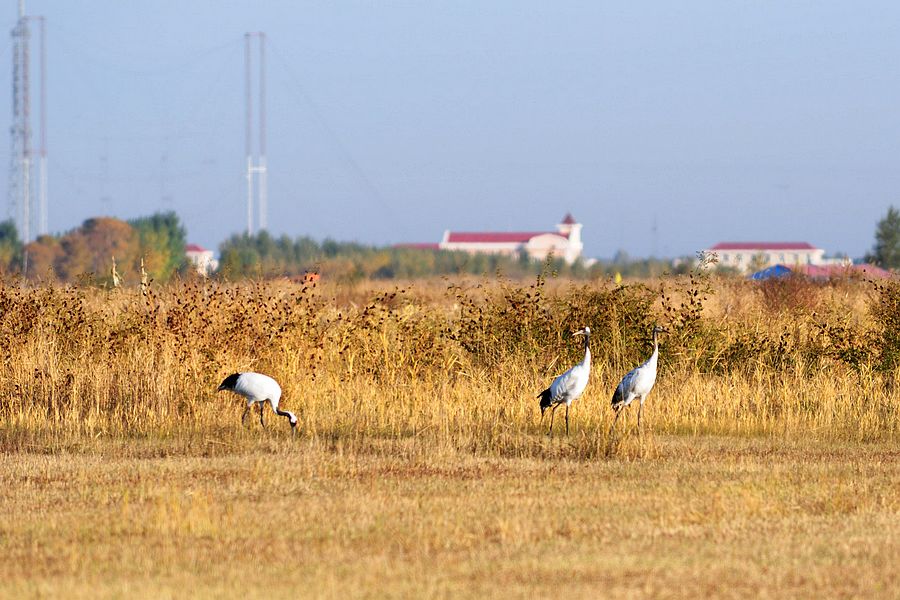 大庆市野生动物保护协会 2010秋季大庆观鹤暨