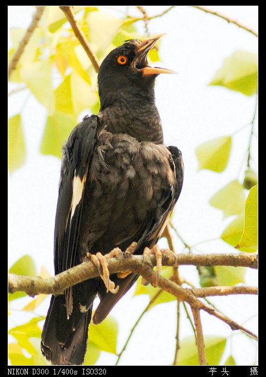 会唱歌的八哥鸟 - 林鸟版 Forest Birds 鸟网