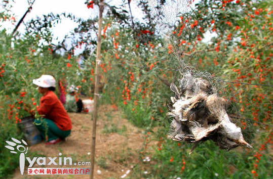 鸟干尔人口_明日方舟史尔特尔图片