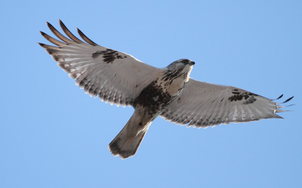 大鸟及小鸟 - 黑龙江版 Heilongjiang 鸟网