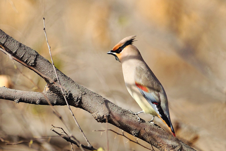  Discover the Best Pet Birds for Sale Near Me: A Guide to Finding Your Feathered Friend